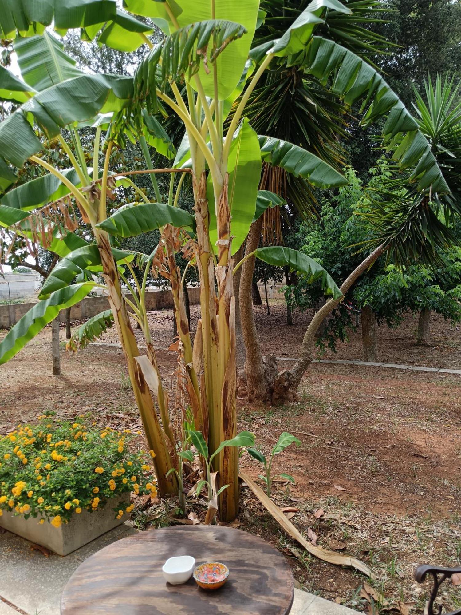 Vila La Casa Del Noce Ruffano Exteriér fotografie